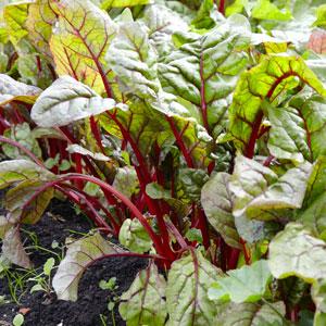 Veg & Kitchen Garden